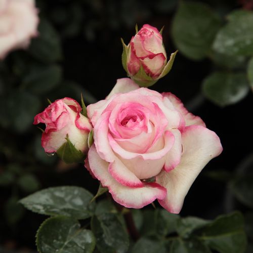 Rosa  Händel - bílá - růžová - Stromkové růže, květy kvetou ve skupinkách - stromková růže s keřovitým tvarem koruny